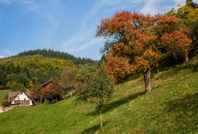 Phoca Thumb M Herbstbaeume Am Grabenhof 8624 2017